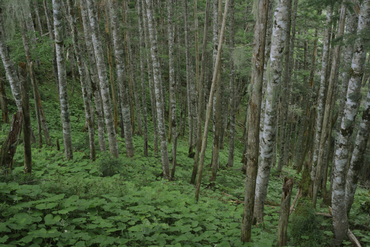 亜高山帯のシラビソ林