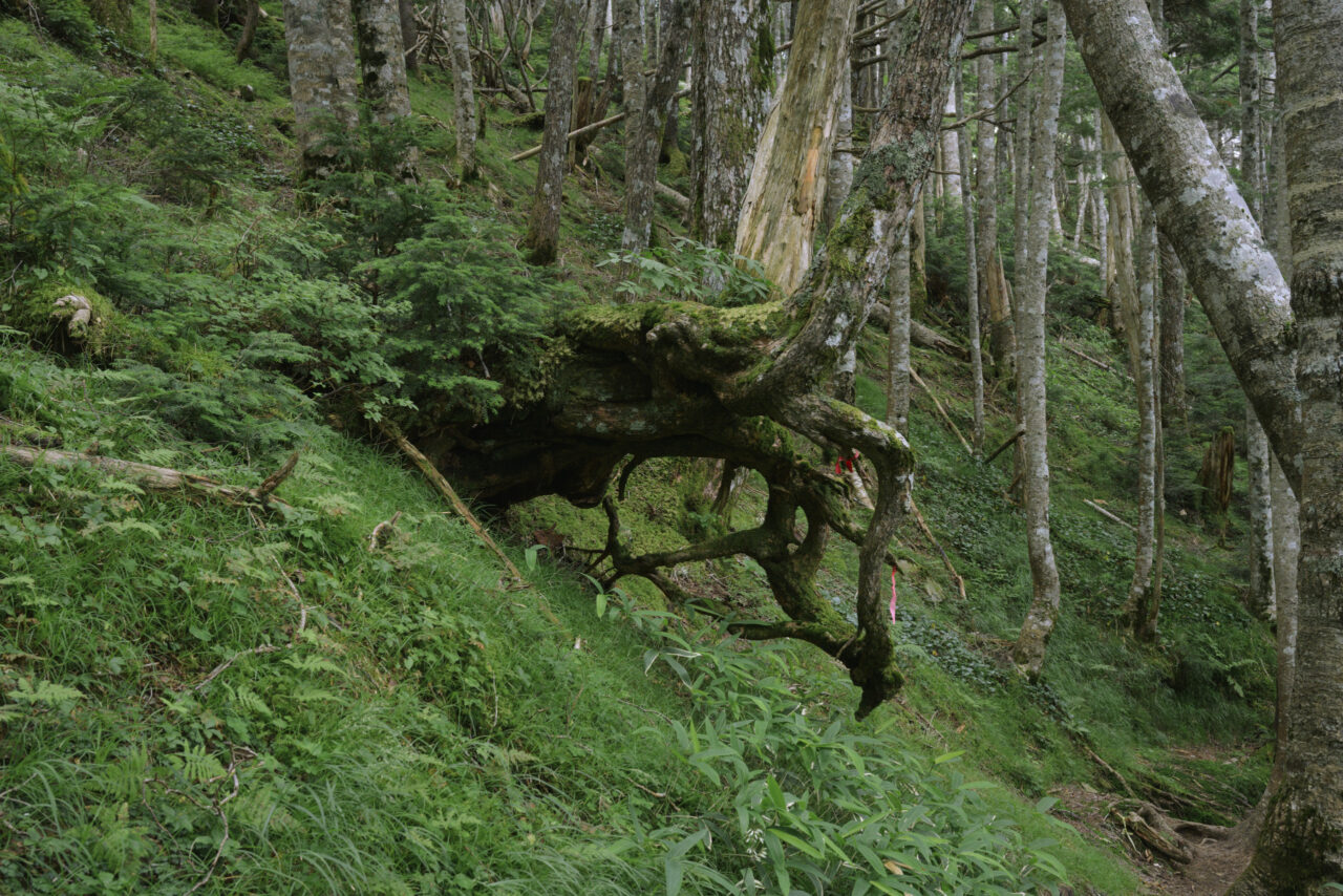 苔むした倒木