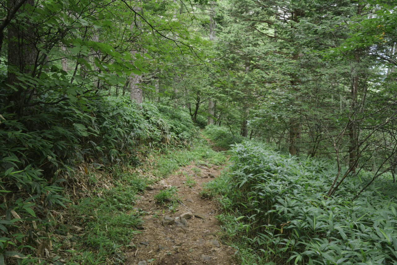 笹が生い茂る登山道