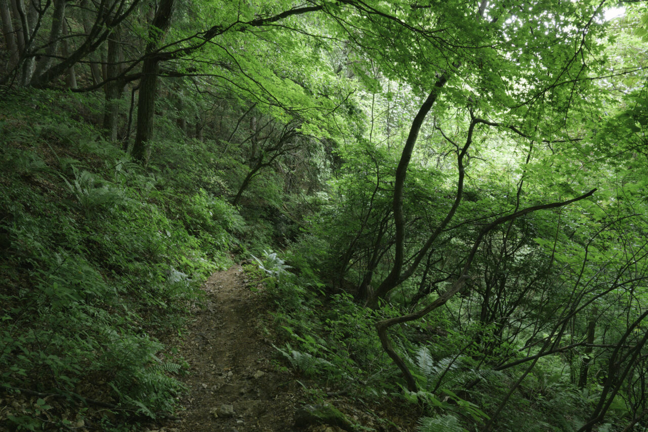 空木岳山麓の森