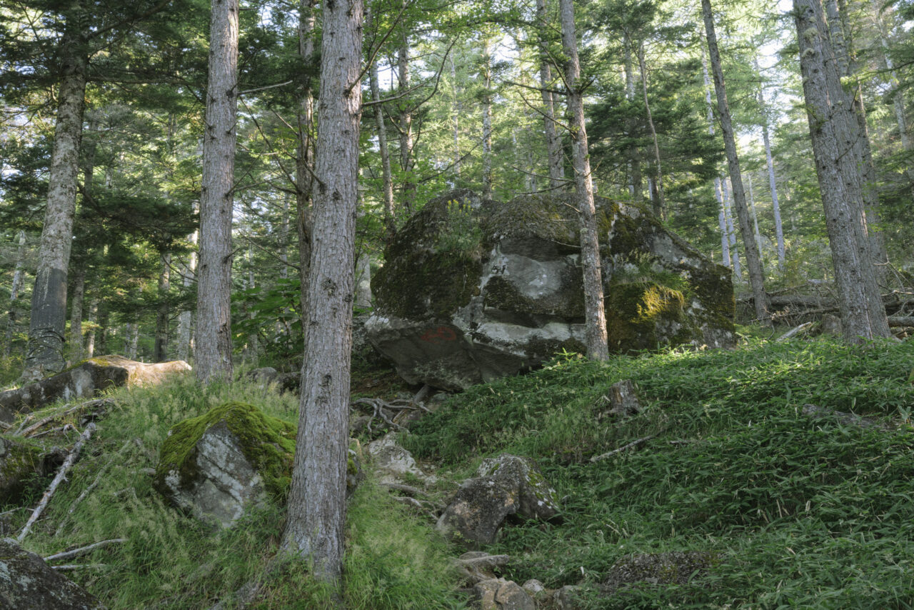 巨岩が転がる八ヶ岳の森