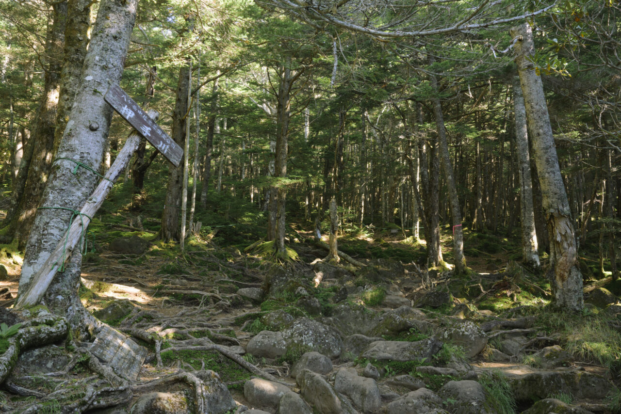 編笠山原生林と登山道