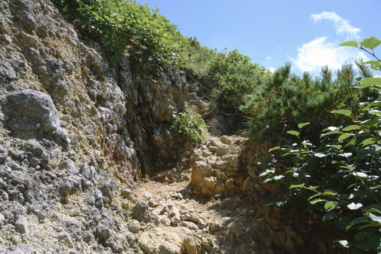 権現だけ山頂へ続く道