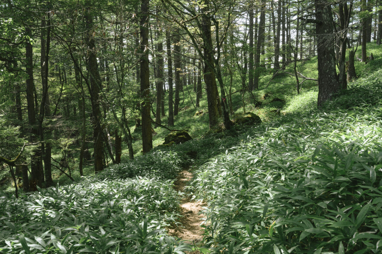 原生林から樹林帯へ