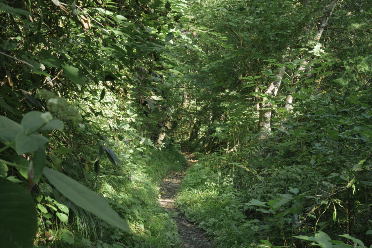 草地が続く登山道