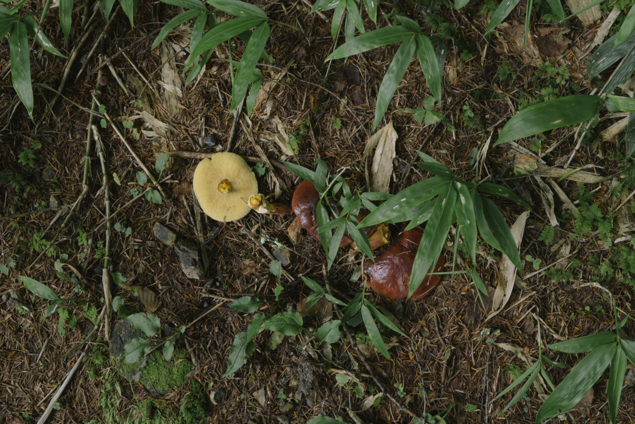 落葉茸