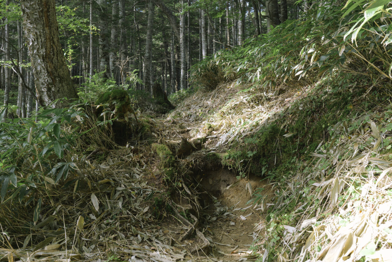 刈り払いが行き届いた登山道