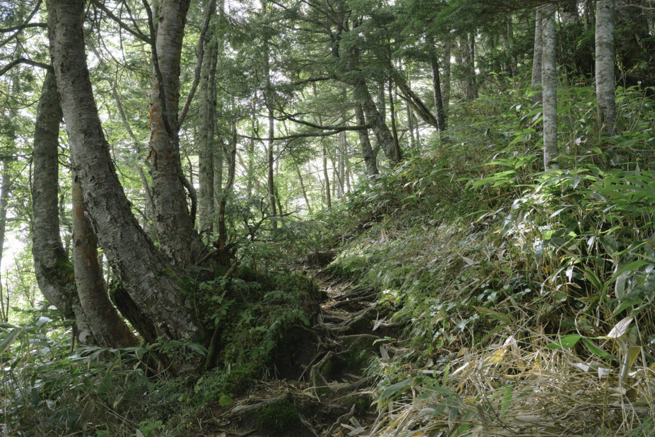 木の根を越えていく登山道