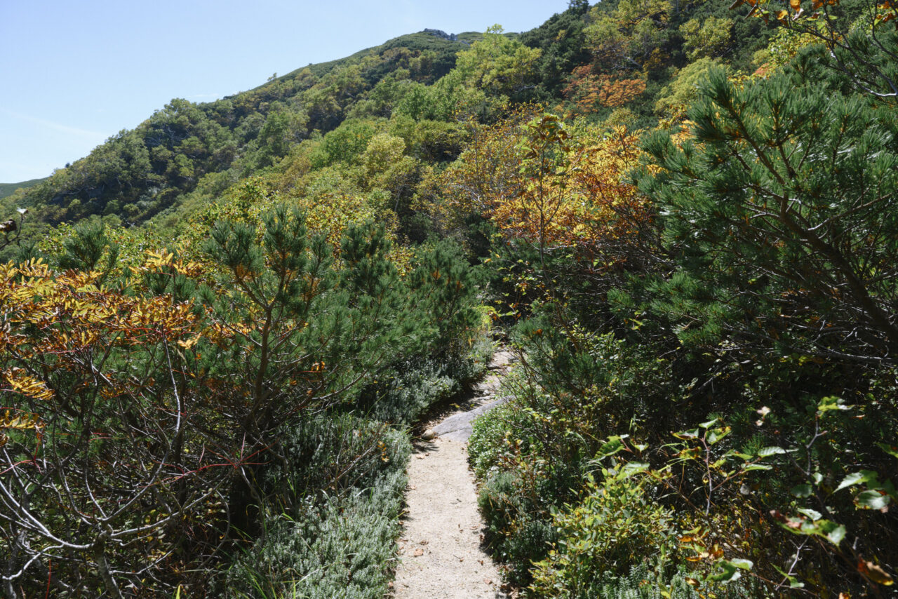 将棊頭山方面の登山道