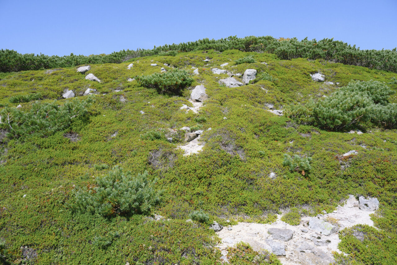 苔類と岩の稜線地帯