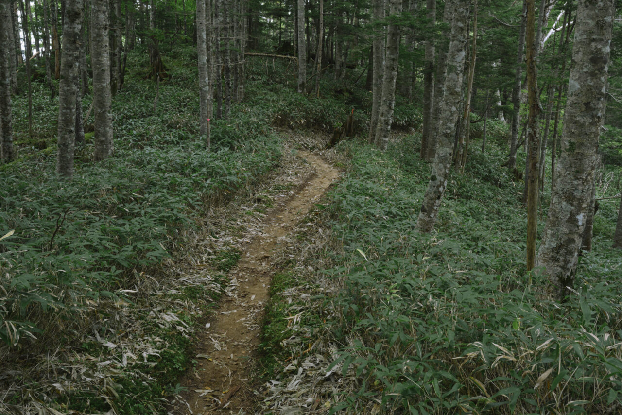 刈払が行き届いた登山道