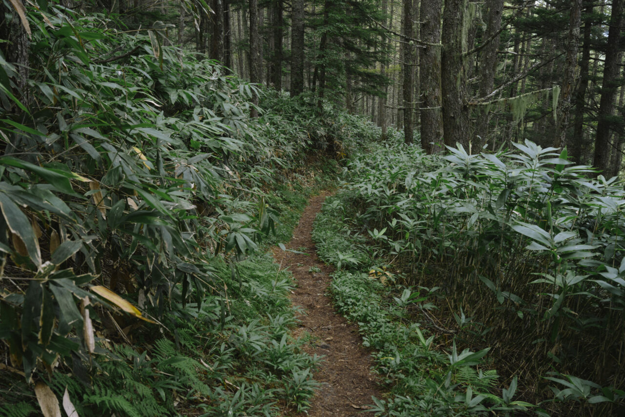 笹が目立つ登山道を歩く