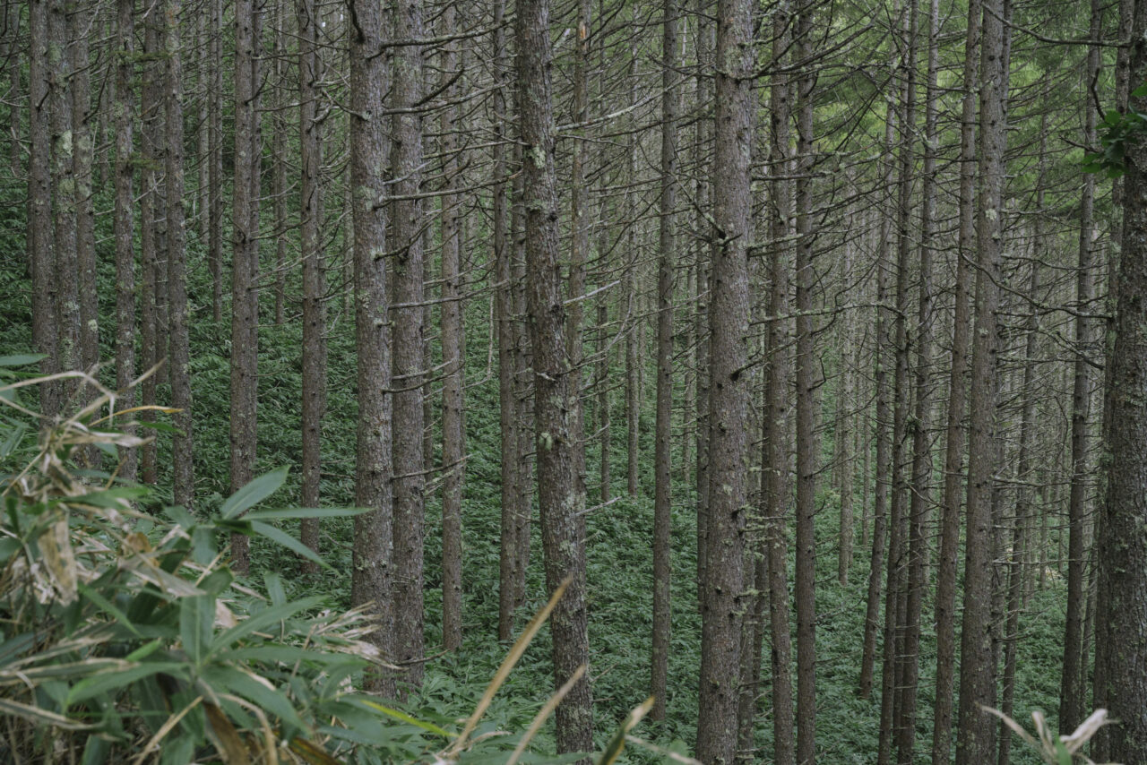 落葉松の植林地帯を歩く