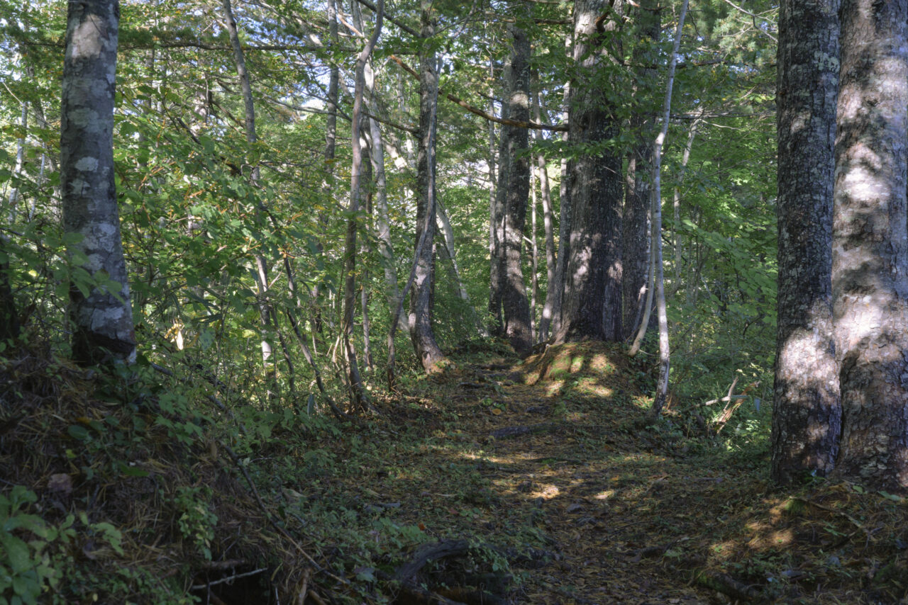 窓明山下部の樹林帯