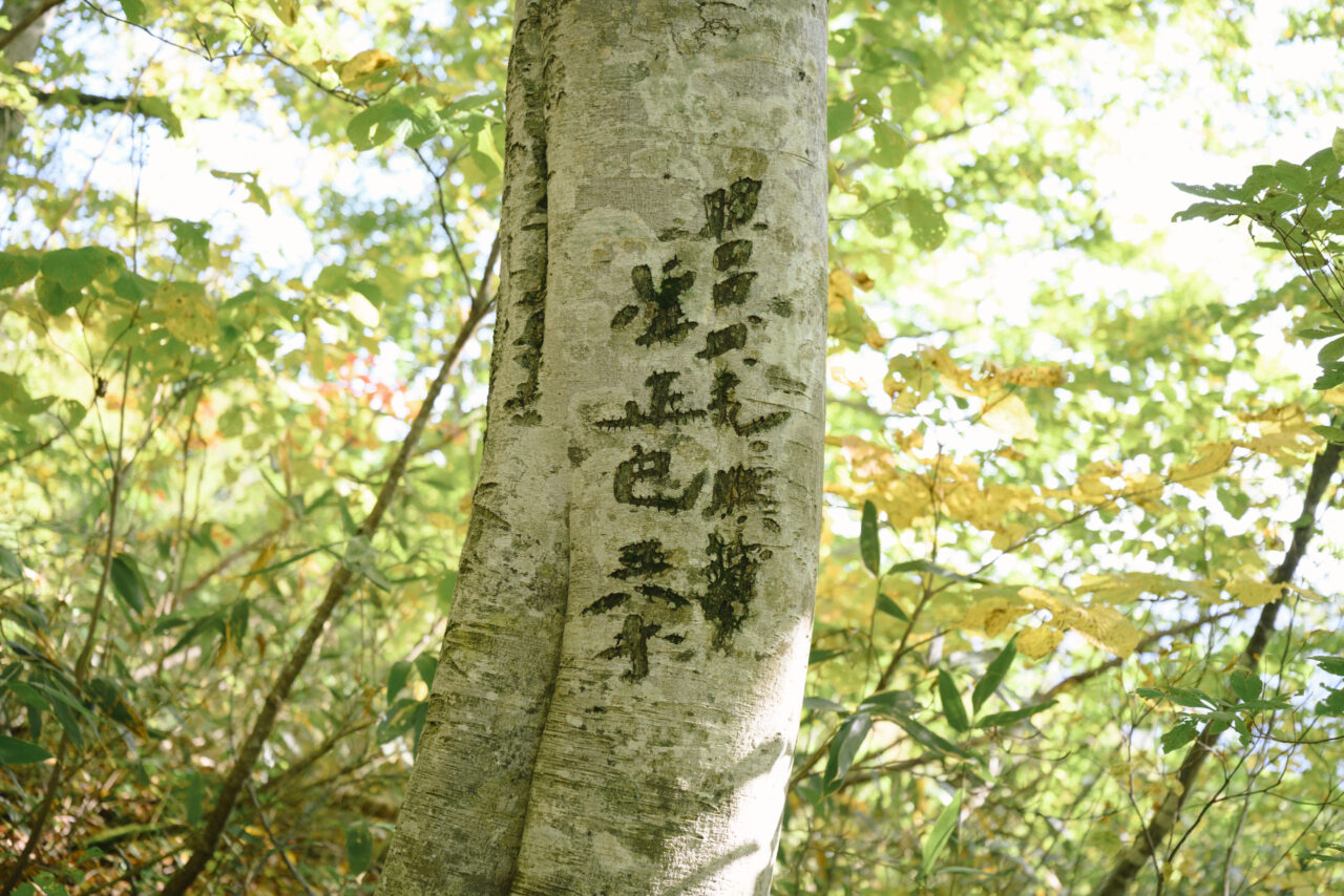 ブナの木に刻まれた名前
