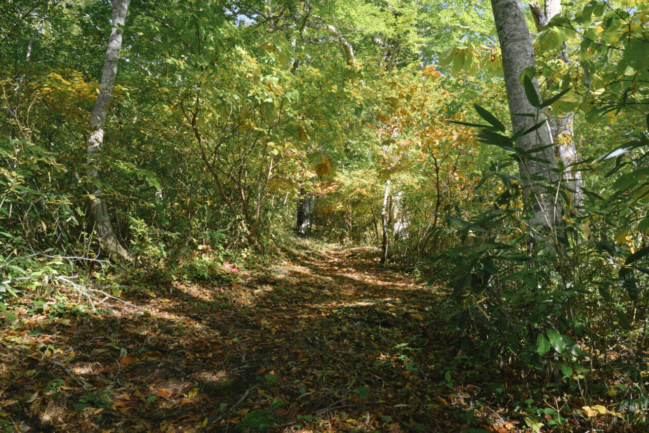 緑と紅葉に彩られる登山道