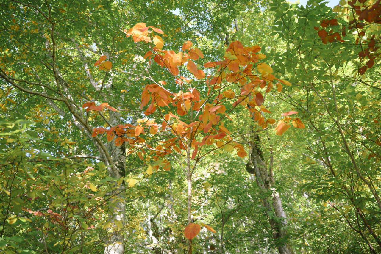 紅葉する漆の仲間