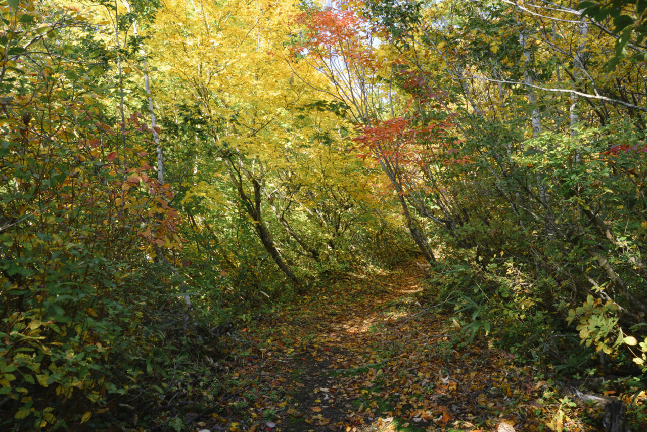 紅葉に色づく登山道