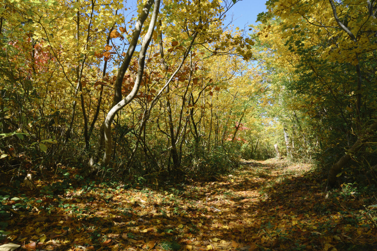 紅葉に色づく三ツ岩岳