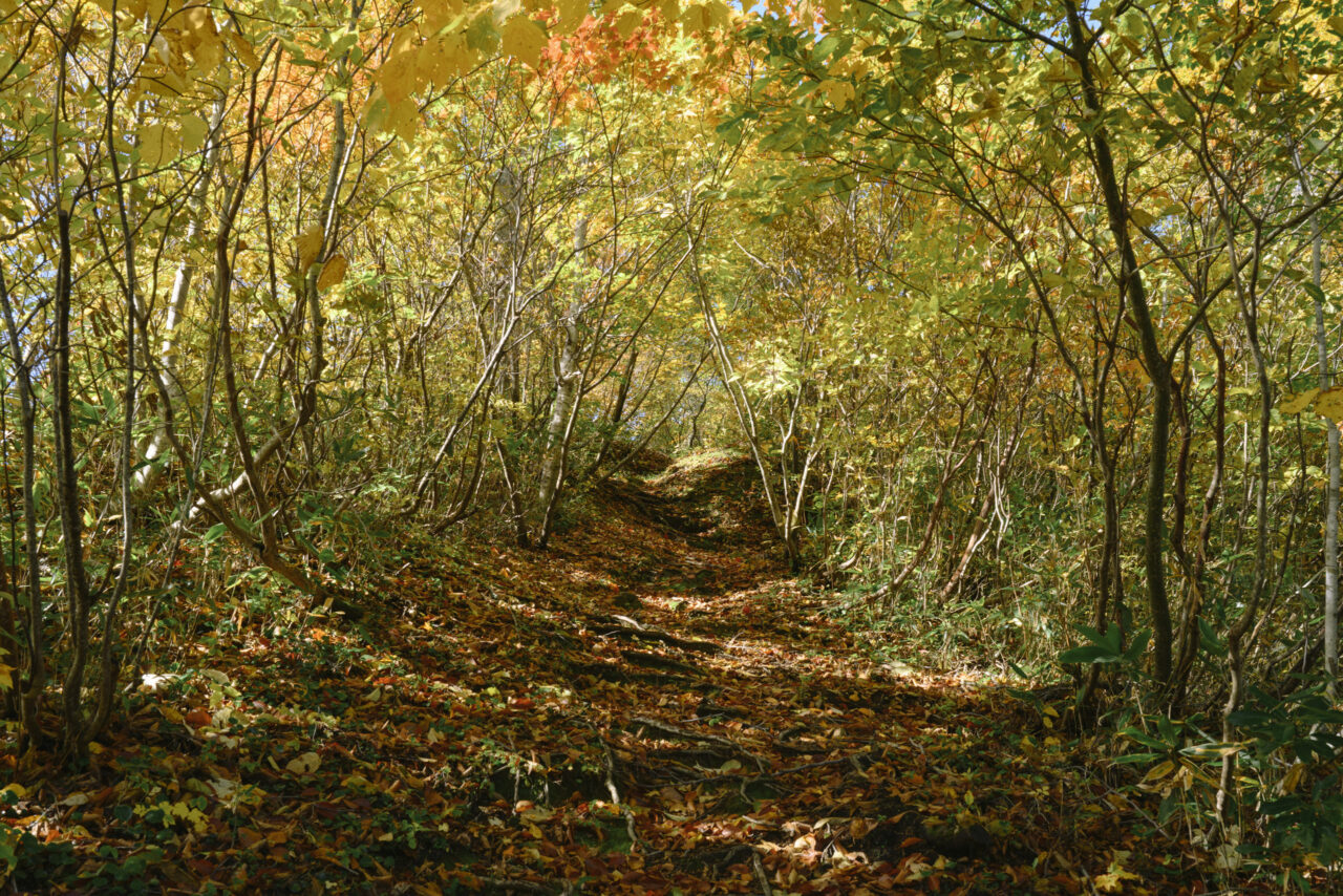 紅葉の中を通る登山道