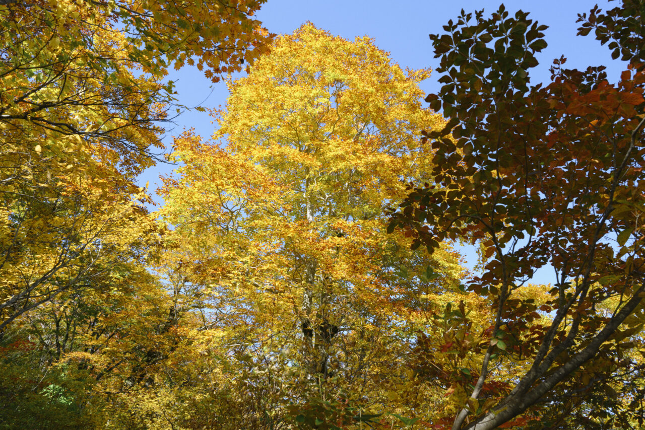 紅葉見ごろを迎えるブナの木