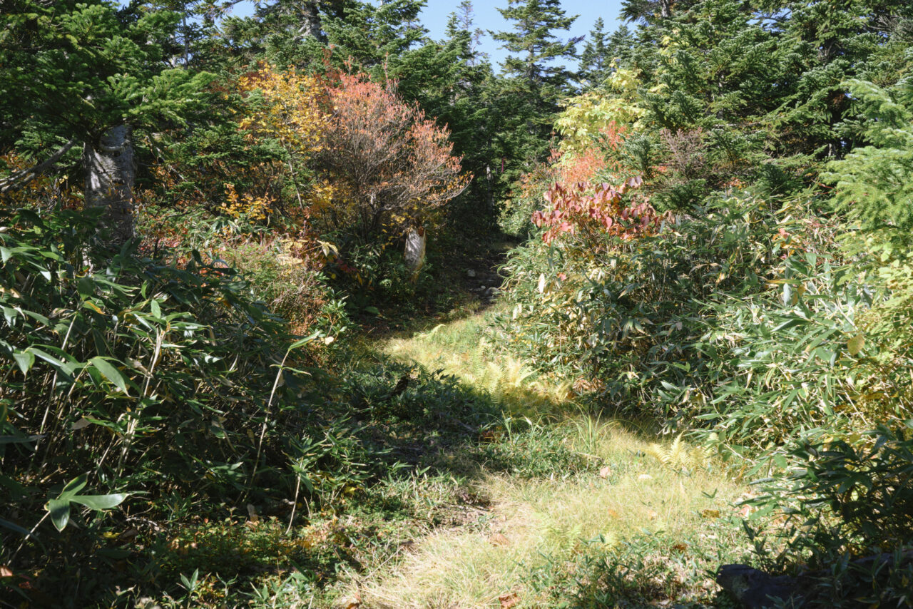 低木が茂る登山道