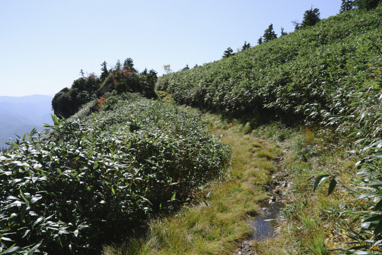 湿地帯を抜ける登山道