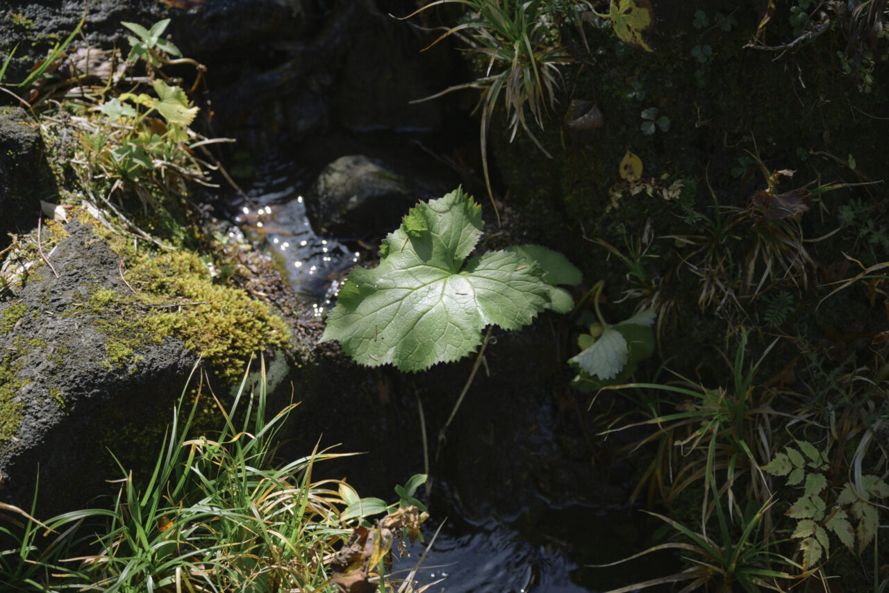 池塘に生える水辺の葉