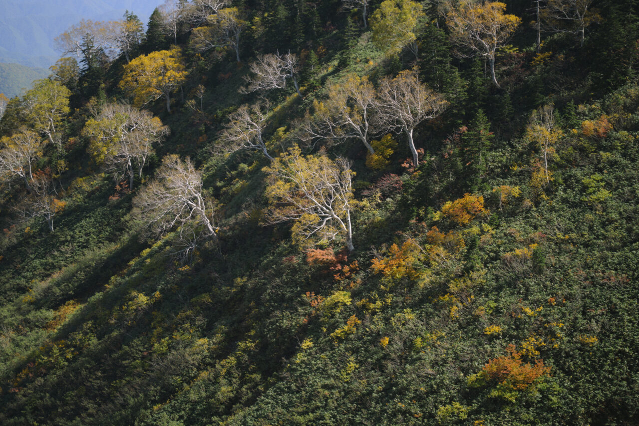 三ツ岩岳山腹のダケカンバ