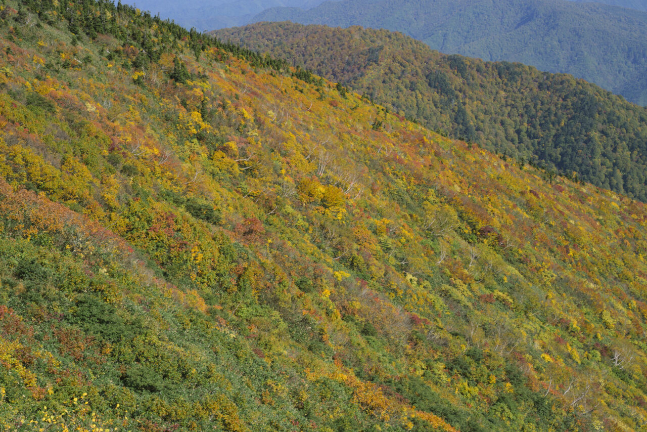 巽沢山へと至る紅葉の山肌