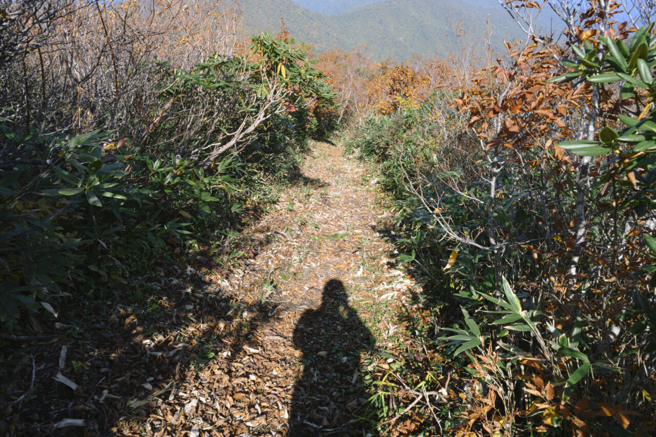 窓明山から巽沢山へ降りる道