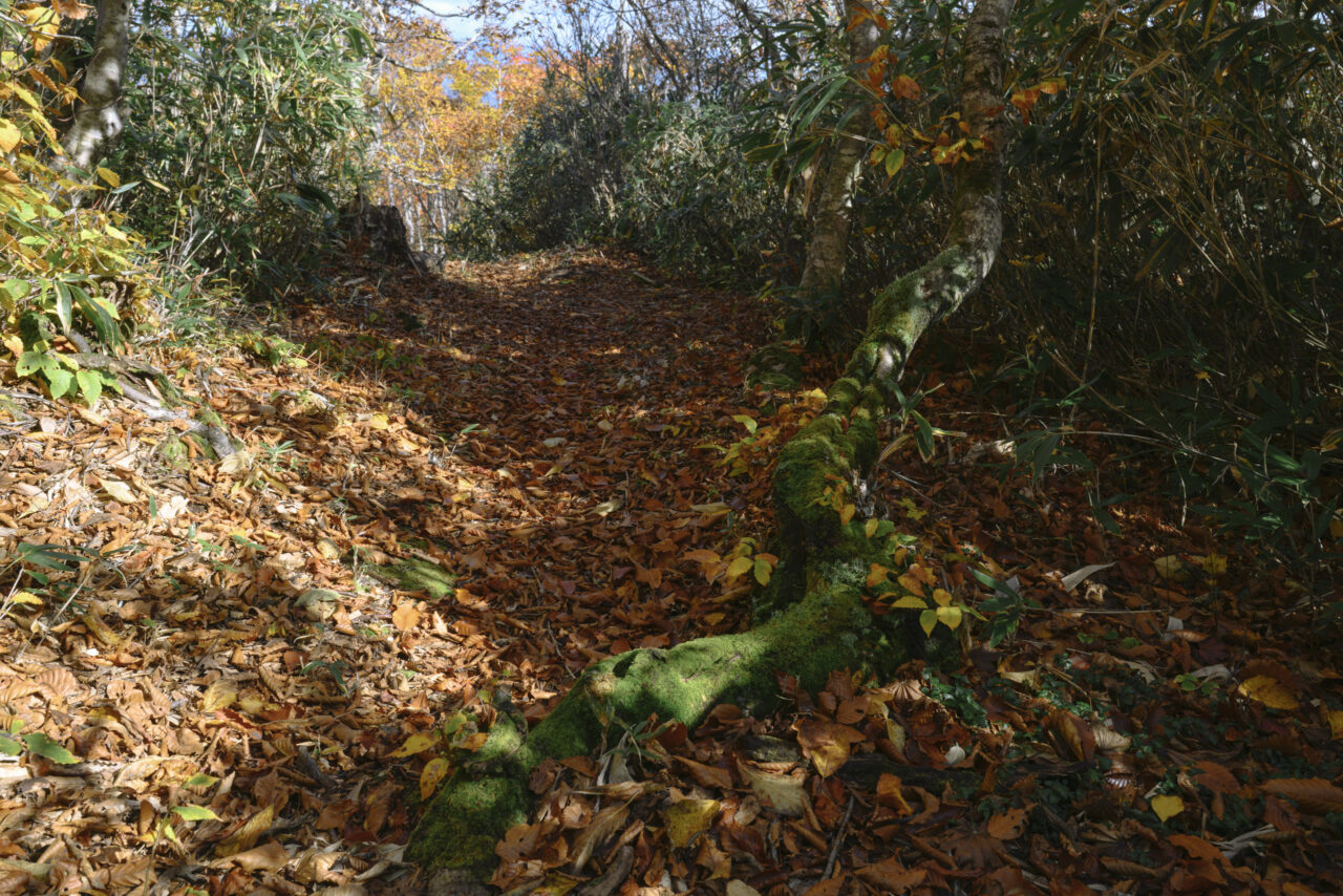 落ち葉で埋め尽くされた登山道