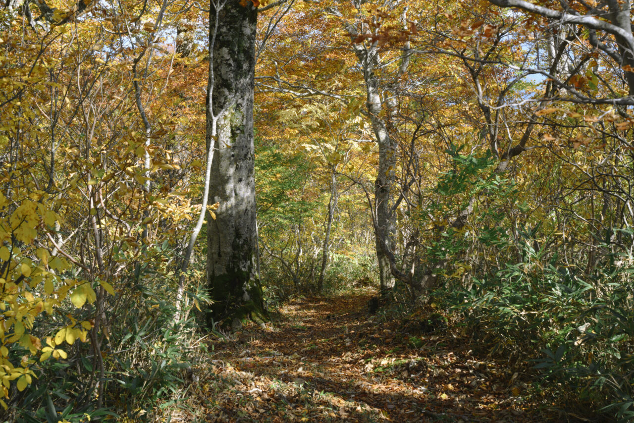 紅葉がまぶしい登山道
