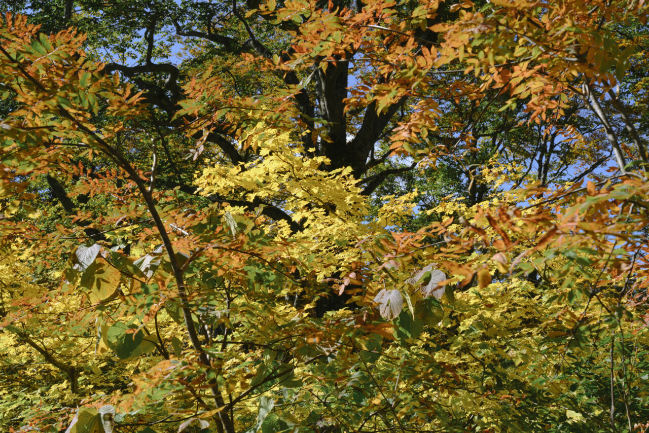 紅葉にまみれた森