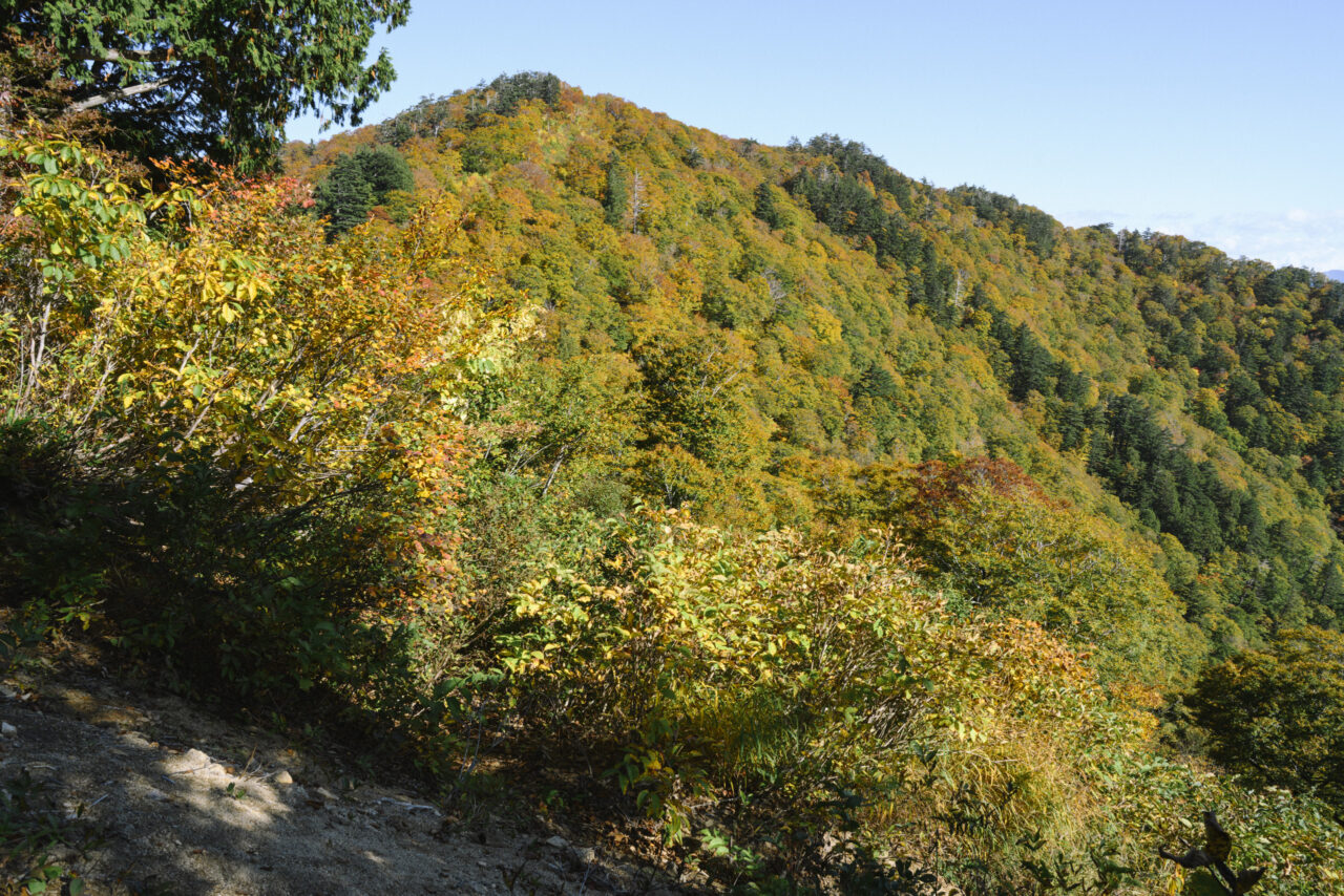 紅葉する巽沢山