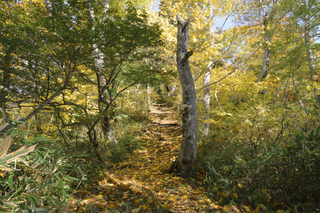 巽沢山への登り返し