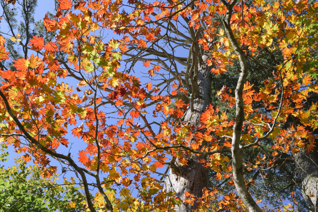 赤が生える巽沢山の紅葉