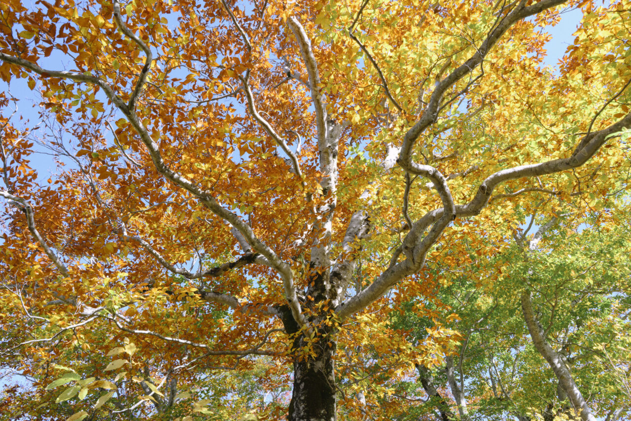 ブナの巨木と紅葉