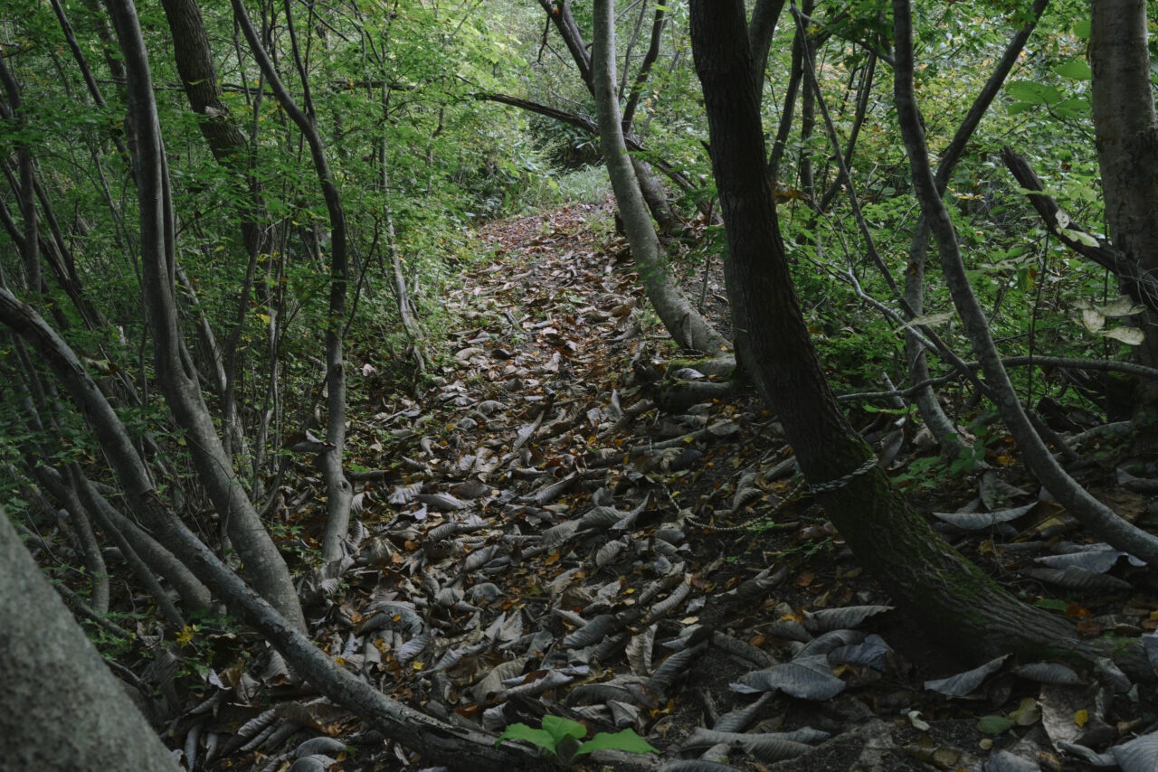 日差しが入り込まない急な登山道