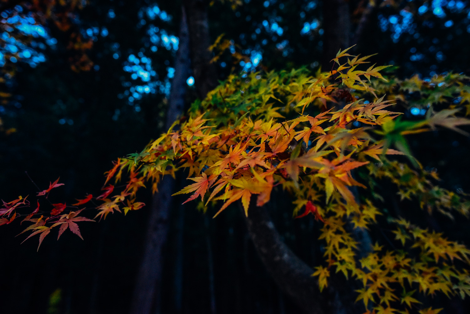 f:id:sakemaro:20160105000459j:plain f:id:sakemaro:20160105000459j:plain