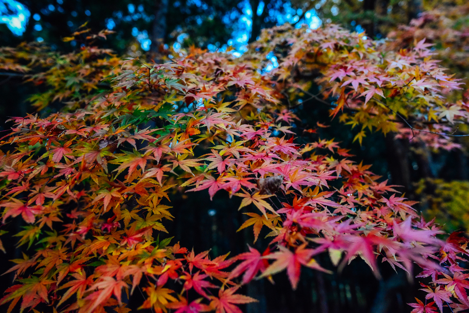 f:id:sakemaro:20160105000500j:plain f:id:sakemaro:20160105000500j:plain