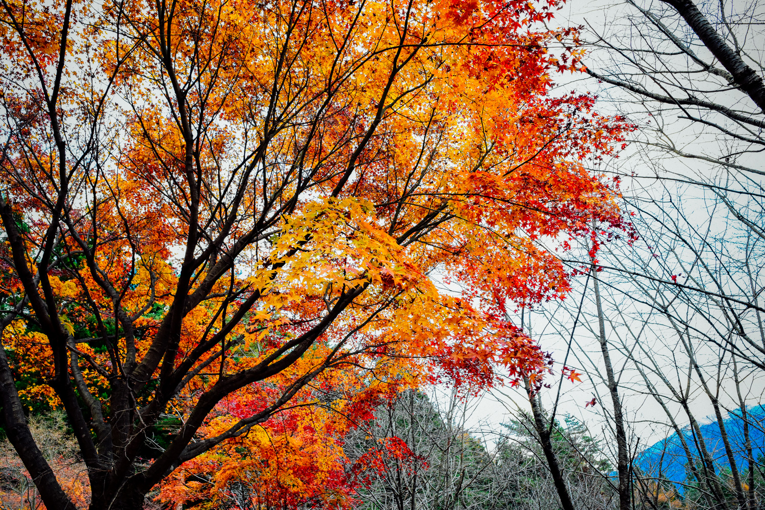 f:id:sakemaro:20160105000507j:plain f:id:sakemaro:20160105000507j:plain