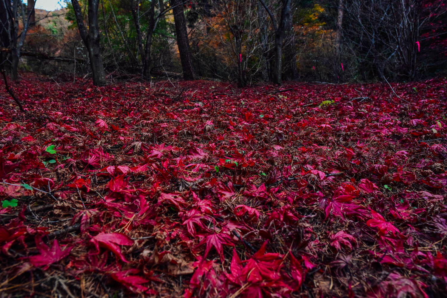 f:id:sakemaro:20160105000508j:plain f:id:sakemaro:20160105000508j:plain