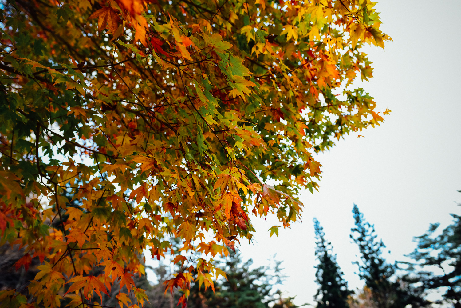 f:id:sakemaro:20160105000510j:plain f:id:sakemaro:20160105000510j:plain