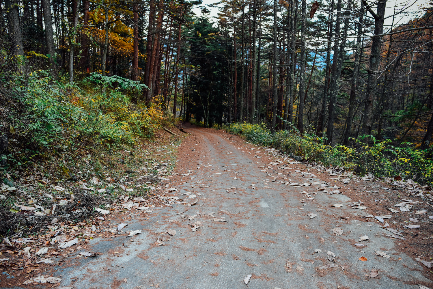 f:id:sakemaro:20160105000511j:plain f:id:sakemaro:20160105000511j:plain