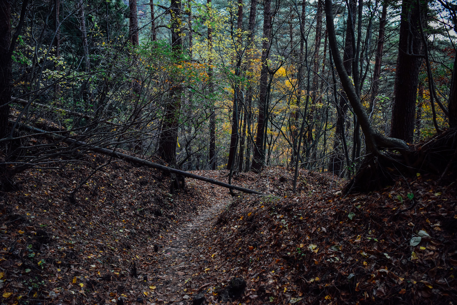 f:id:sakemaro:20160105000513j:plain f:id:sakemaro:20160105000513j:plain