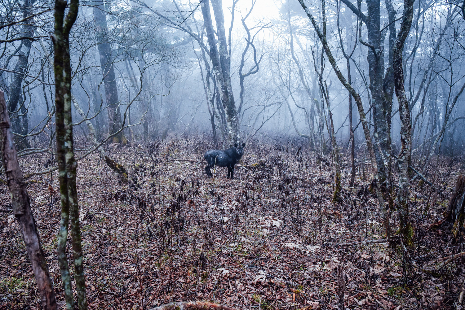 f:id:sakemaro:20160105000543j:plain f:id:sakemaro:20160105000543j:plain