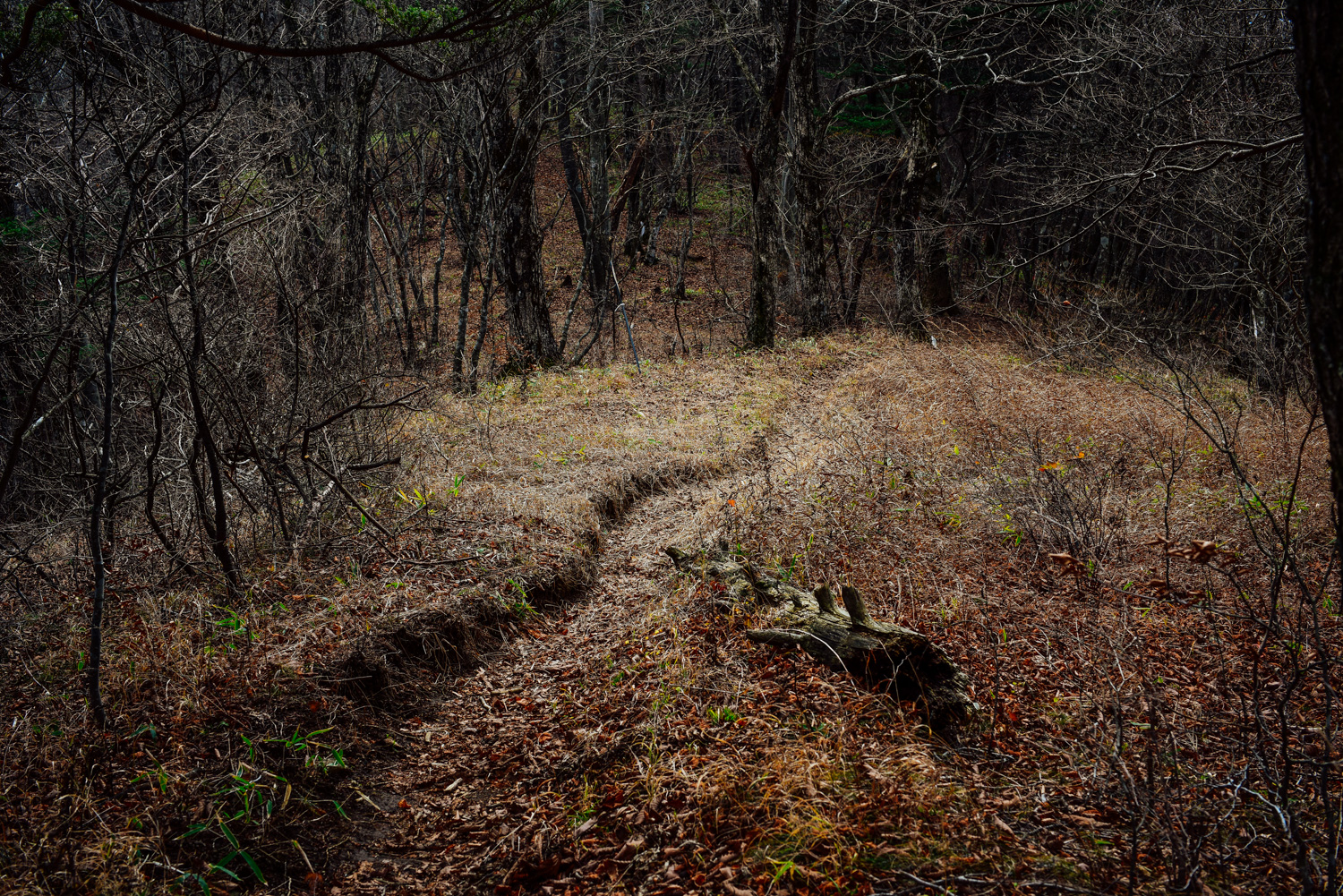 f:id:sakemaro:20160105000556j:plain f:id:sakemaro:20160105000556j:plain