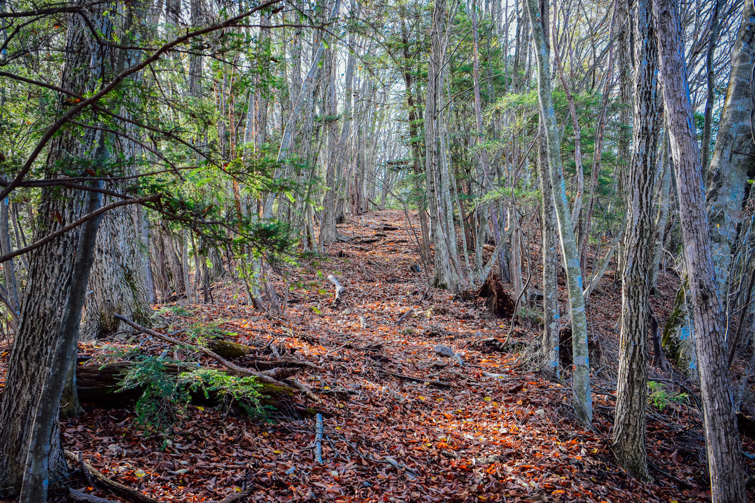 f:id:sakemaro:20160105000624j:plain f:id:sakemaro:20160105000624j:plain