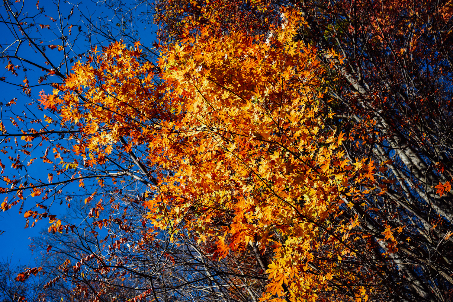 f:id:sakemaro:20160105000625j:plain f:id:sakemaro:20160105000625j:plain